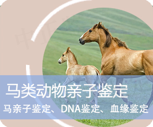 大理马类动物亲子鉴定