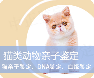 大理猫类动物亲子鉴定