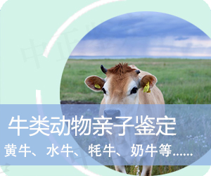 大理牛类动物亲子鉴定
