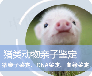大理猪类动物亲子鉴定