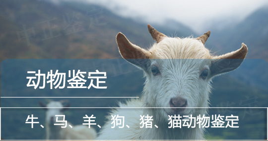 大理动物鉴定